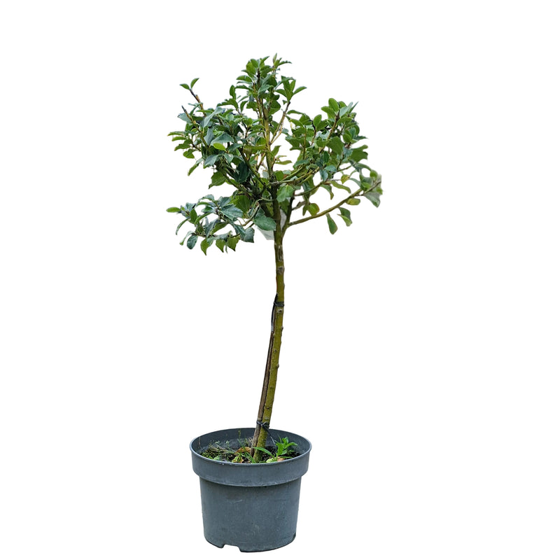 ILEX  'Meserveae Blue Maid On 50 Cm Stem' 19cm