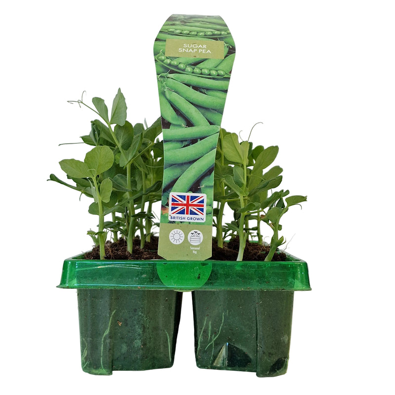 PEA Sugar Snap 6-Pack