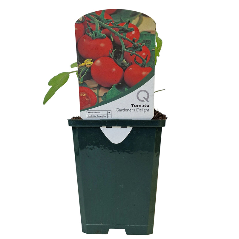 TOMATO Gardeners Delight 8.5cm