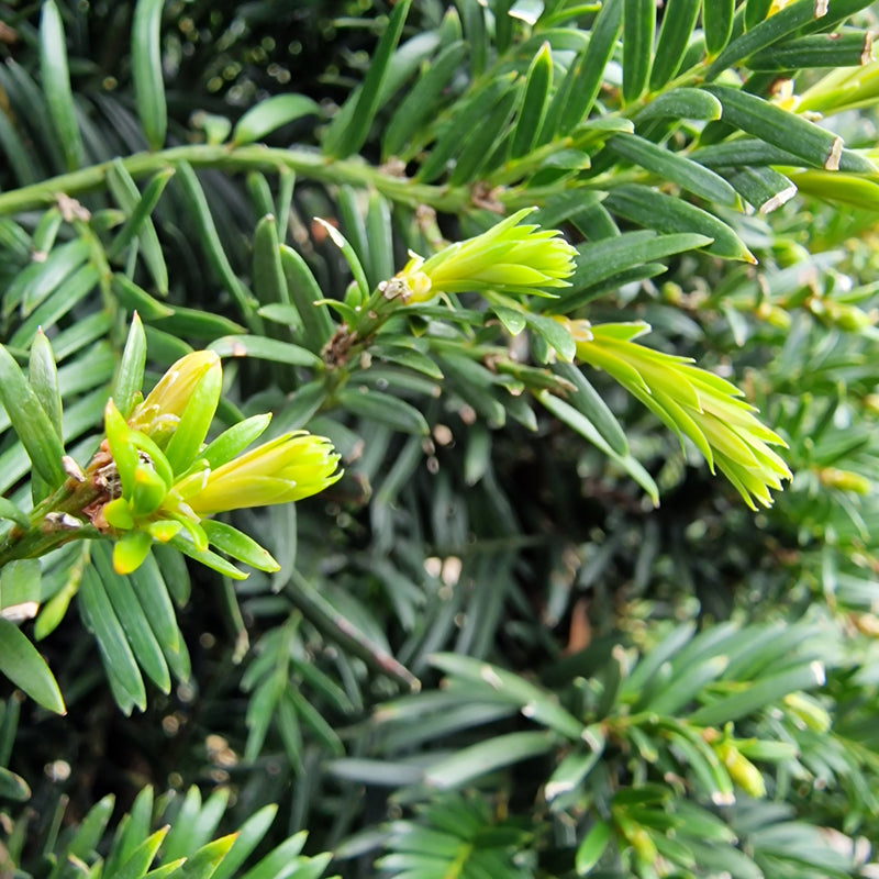 TAXUS Baccata Cone 100-110cm 20 litre