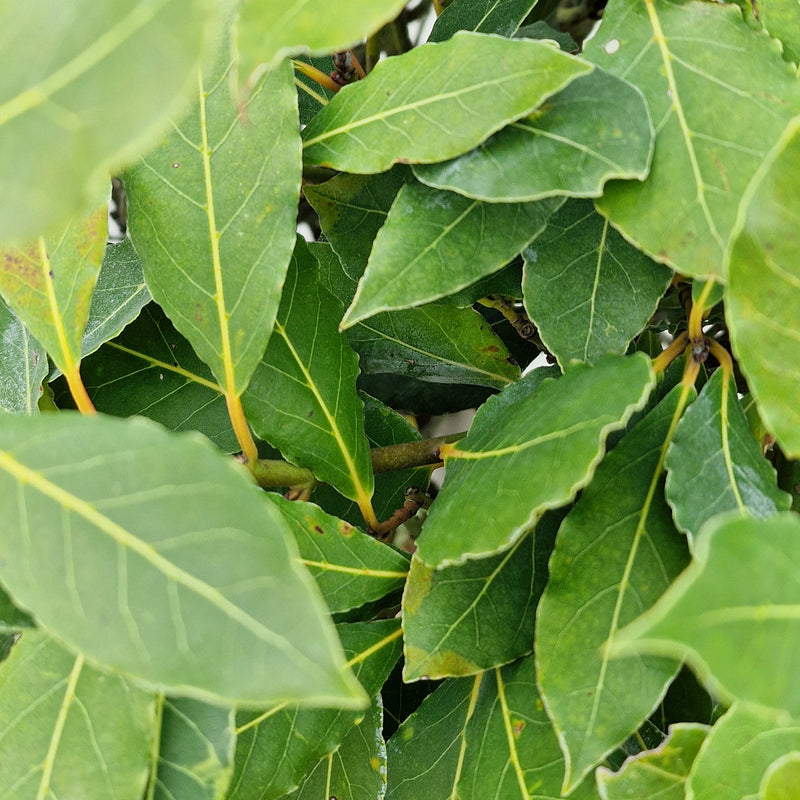 LAURUS Nobilis STANDARD
