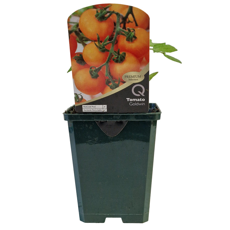 TOMATO Goldwin  8.5cm