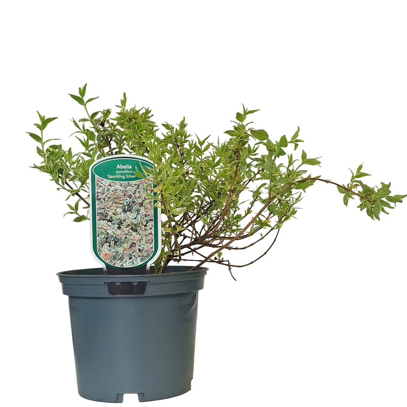 ABELIA grandiflora 'Sparking Silver' (PBR) 2ltr