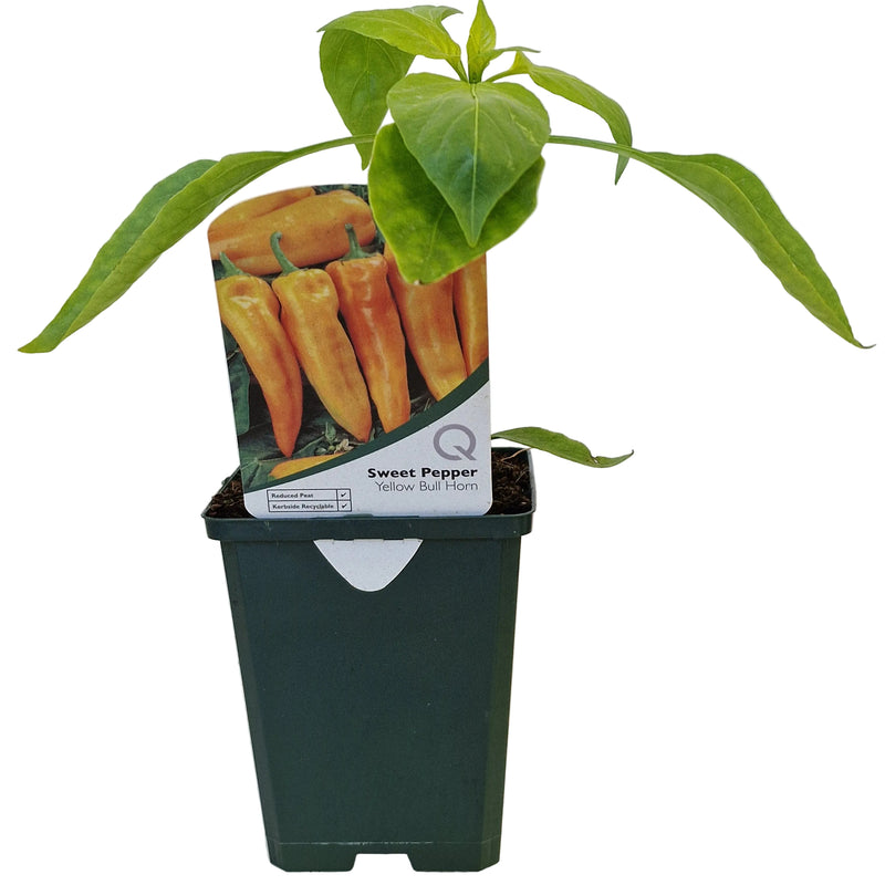 SWEET Pepper - Yellow Bull Horn 8.5cm