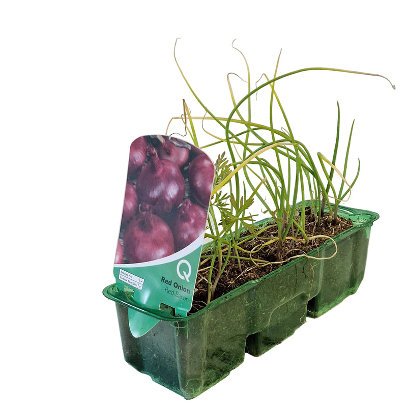 QTL Strip -  Onion - Red