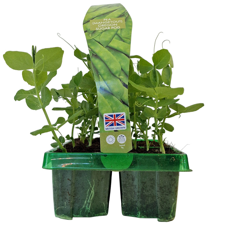 PEA (Mangetout) Oregon Sugar Pod 6-Pack