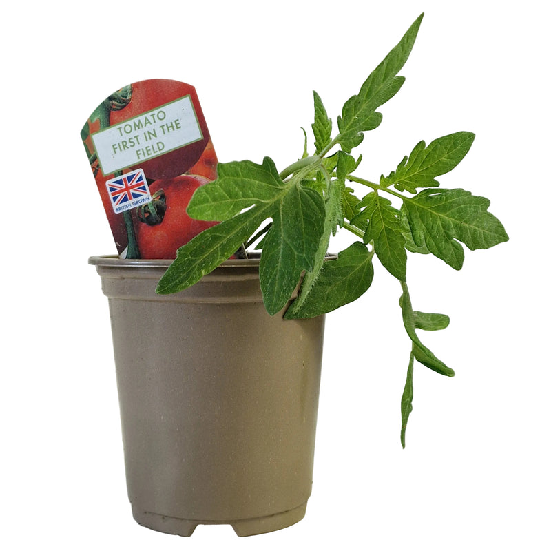 TOMATO First In The Field 9cm