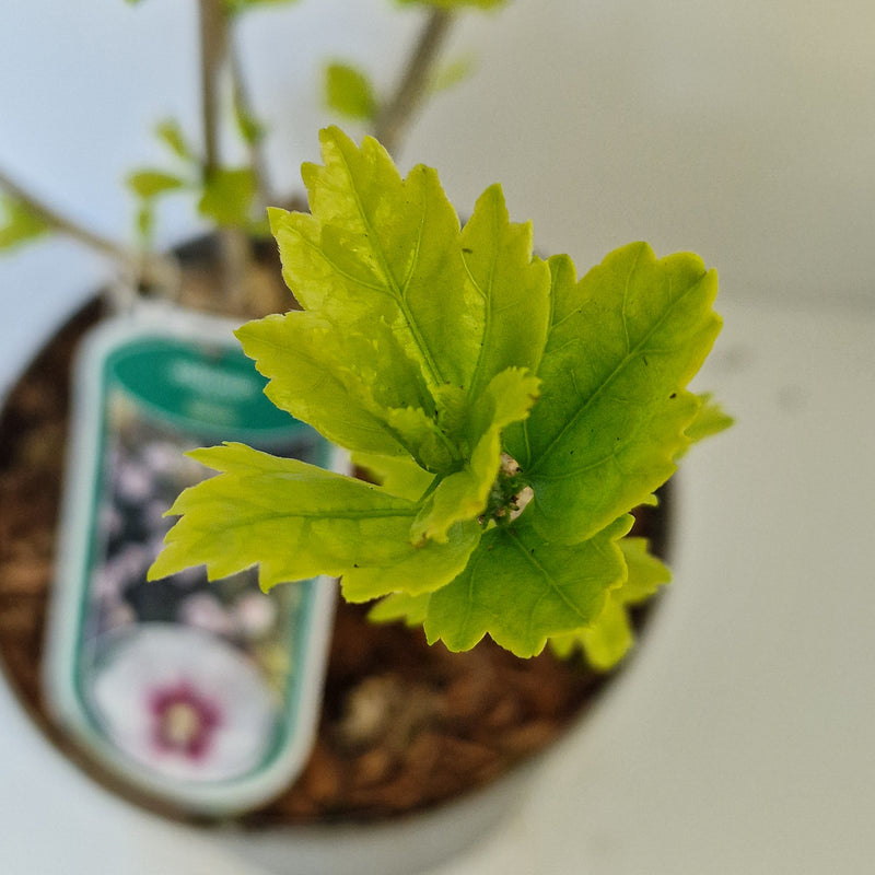 HIBISCUS syr 'Helene' 3l