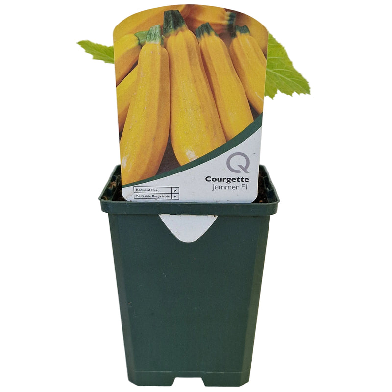 COURGETTE - Golden 8.5cm