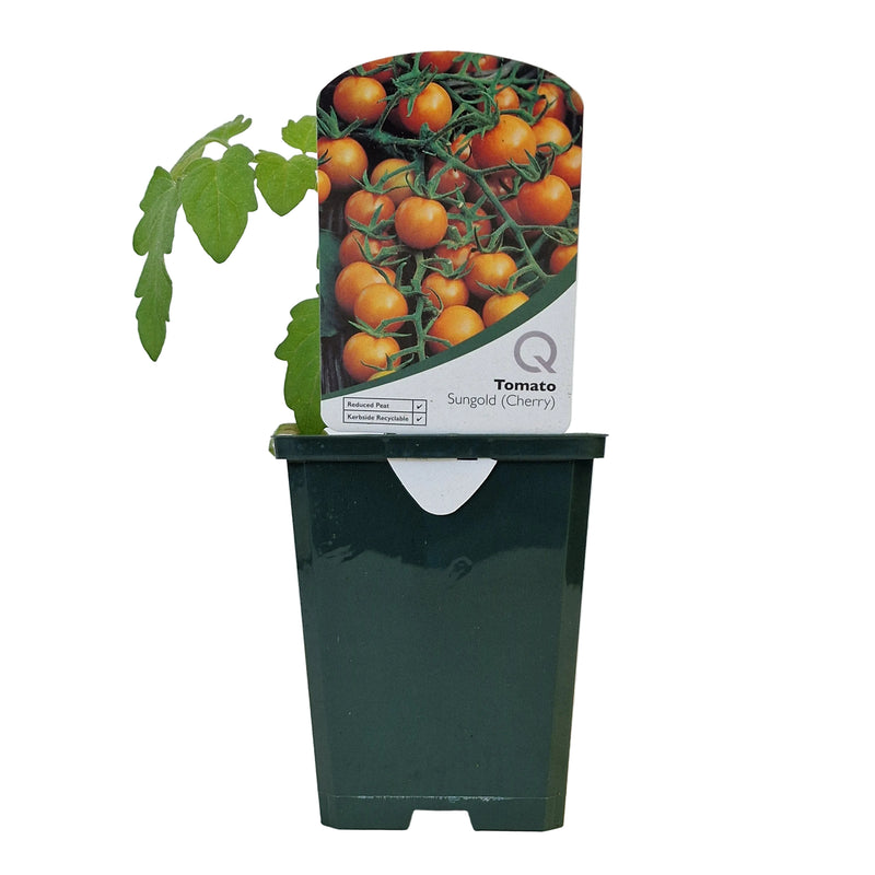 TOMATO Sungold 8.5cm