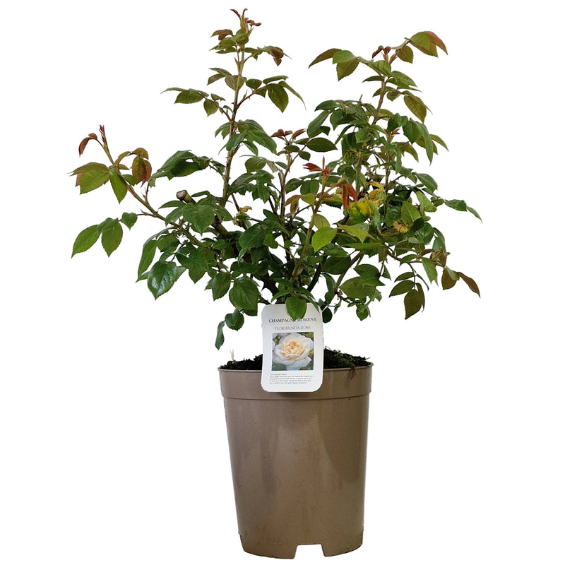 BUSH ROSE - Champagne Moment