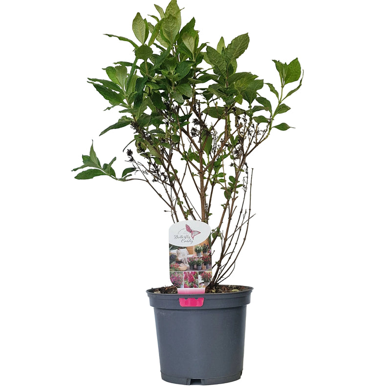BUDDLEJA dav Butterfly Candy Little Ruby (PBR) 3l