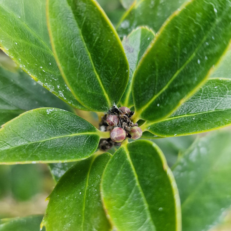 ILEX  'Meserveae Blue Maid On 50 Cm Stem' 19cm