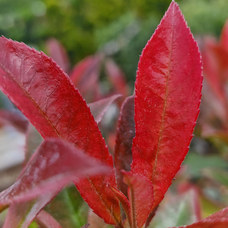 PHOTINIA F. Carre Rouge spalier 18ltr