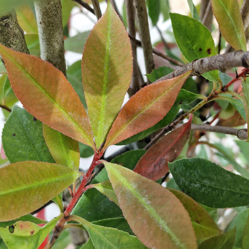 PHOTINIA F. Carre Rouge spalier 18ltr