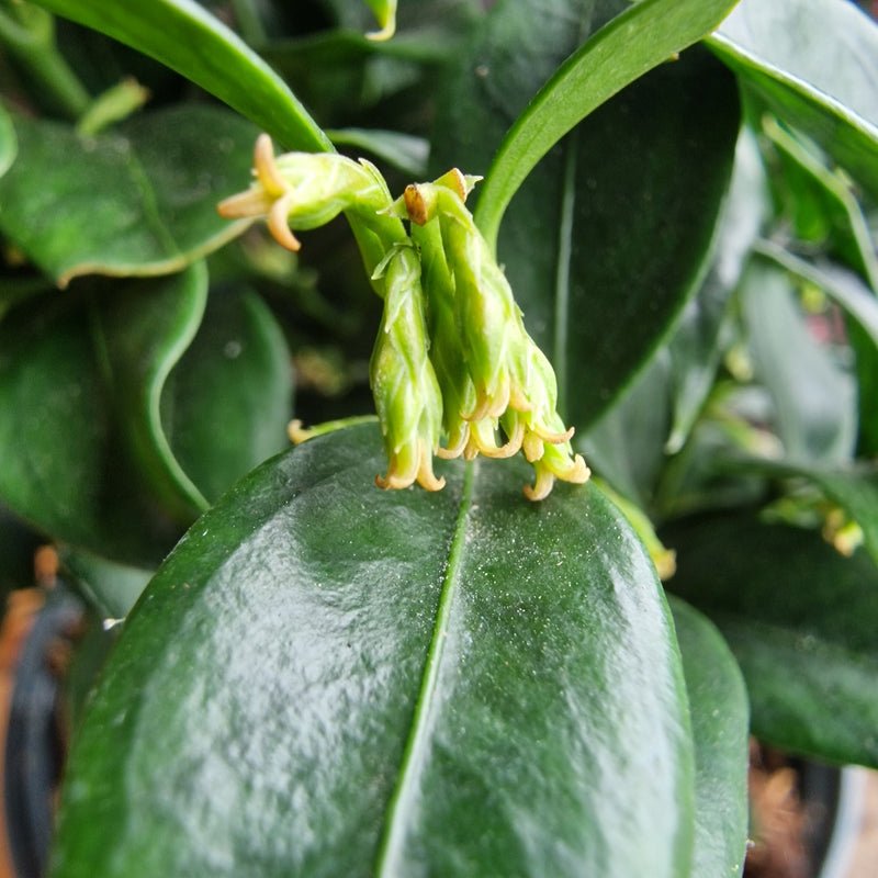 SARCOCOCCA ruscifolia 2l