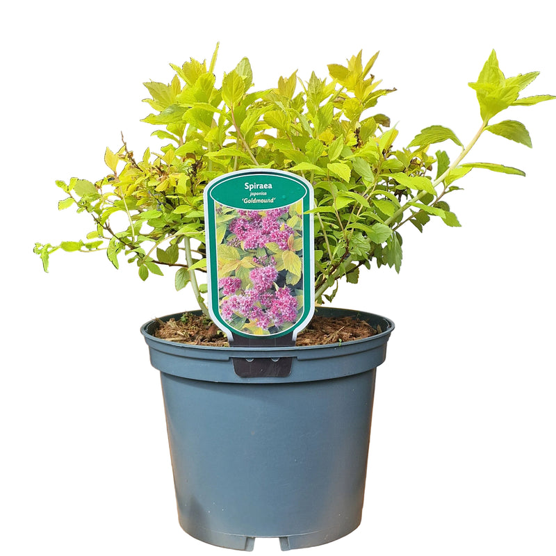 SPIRAEA japonica 'Goldmound' 3ltr