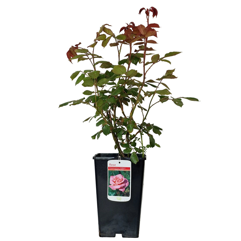 BUSH FLORIBUNDA ROSE - Congratulations