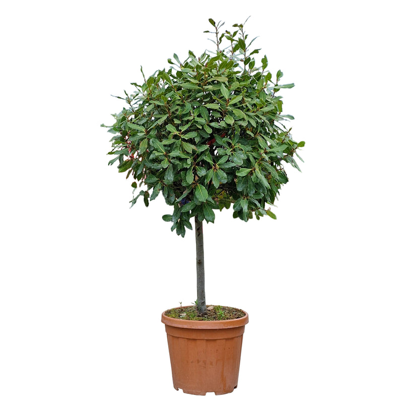 LAURUS Nobilis STANDARD