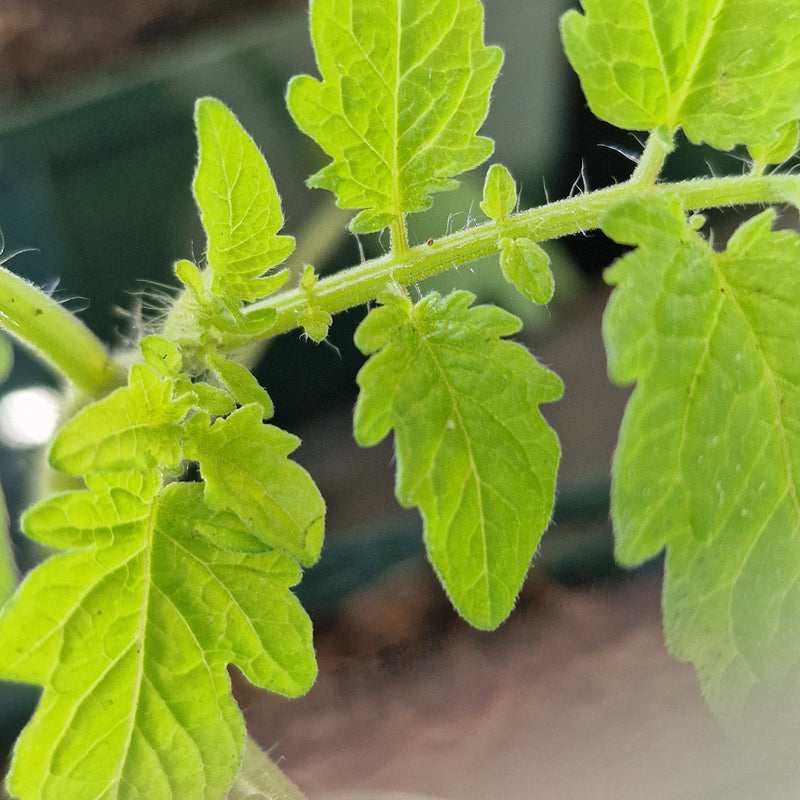 TOMATO Sungold 8.5cm