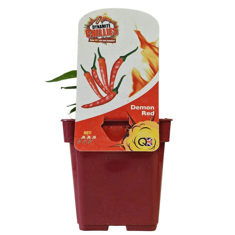 QTL Chilli Pepper Demon Red 10cm