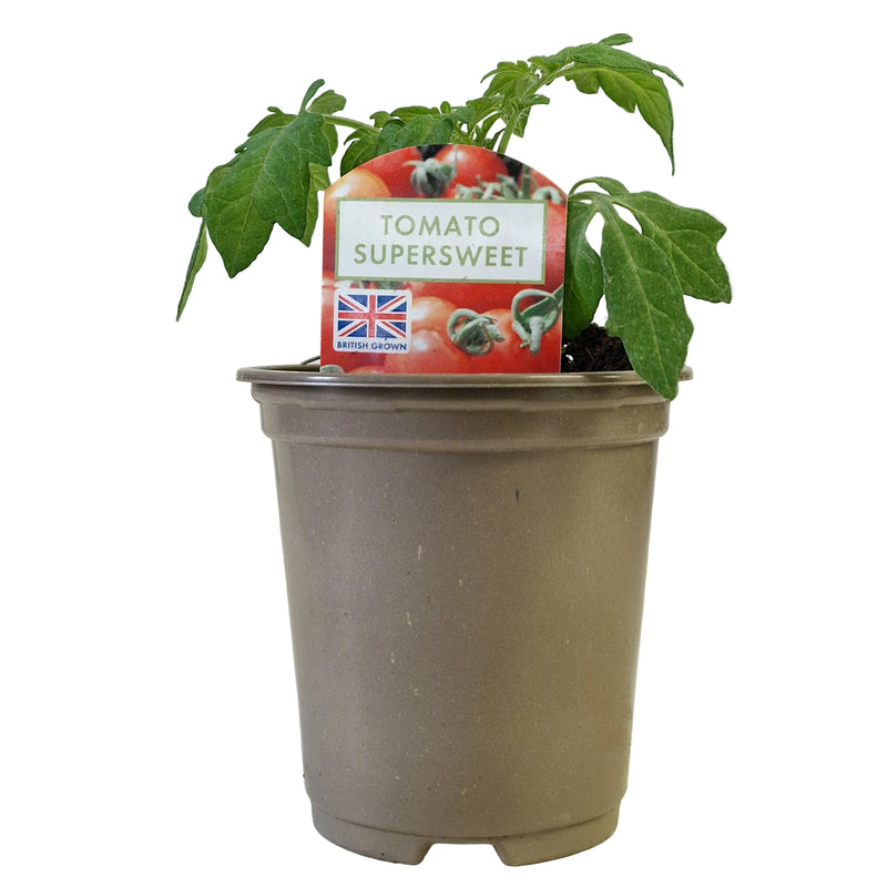 TOMATO Supersweet  9cm