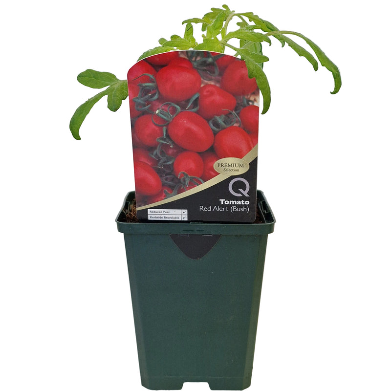 TOMATO Red Alert  8.5cm
