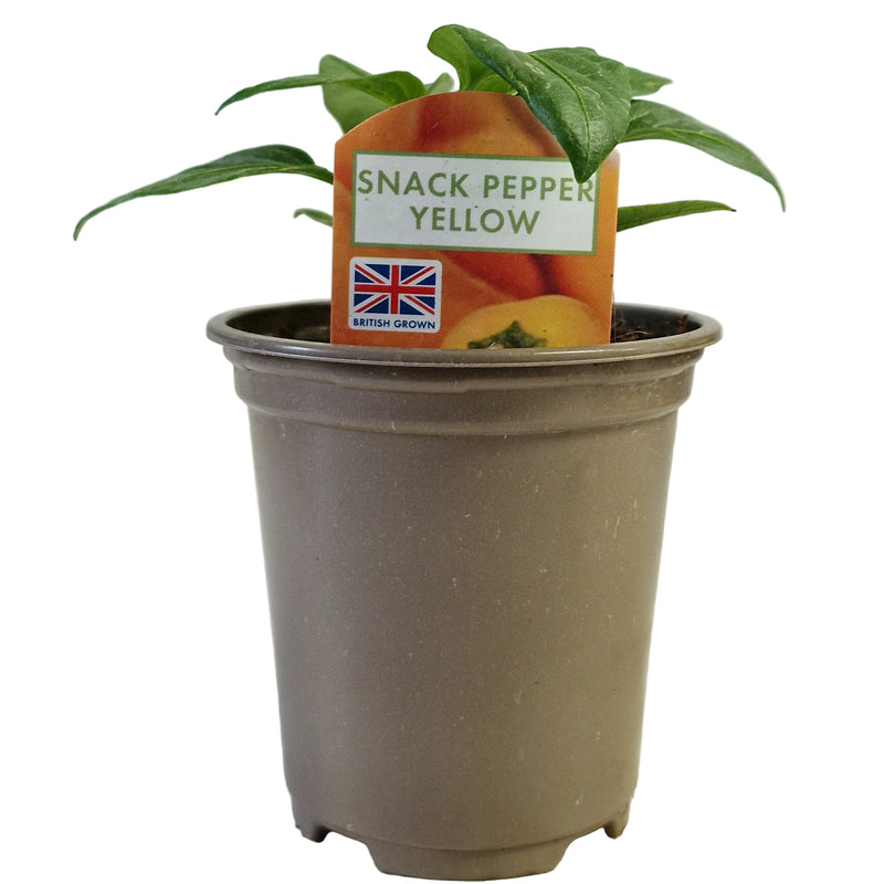 SNACK PEPPER Yellow 9cm