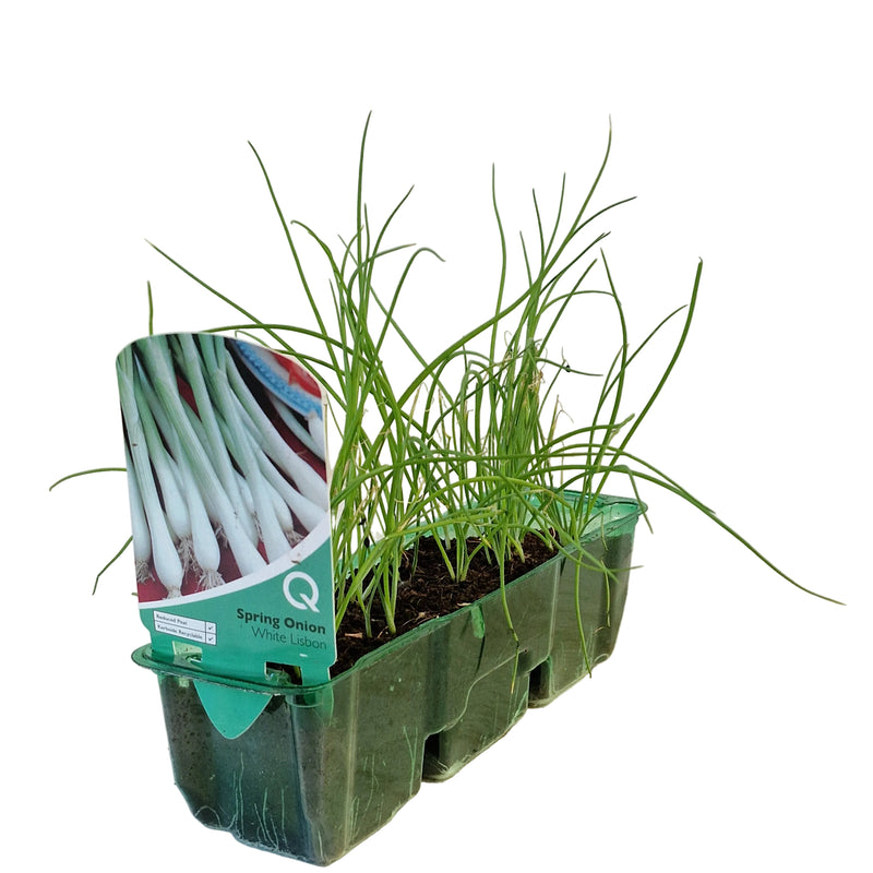 QTL Strip -  Spring Onion - White