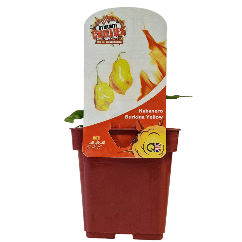 QTL Chilli Pepper Habanero Burkina Yellow 10cm