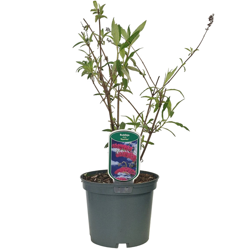 BUDDLEJA dav 'Royal Red' 3l