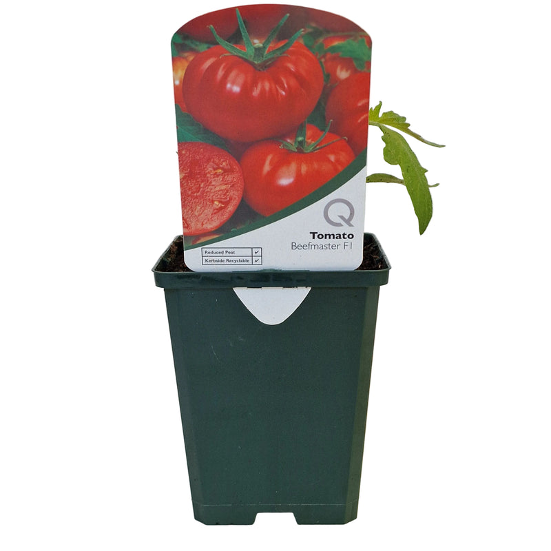 TOMATO Beefmaster 8.5cm