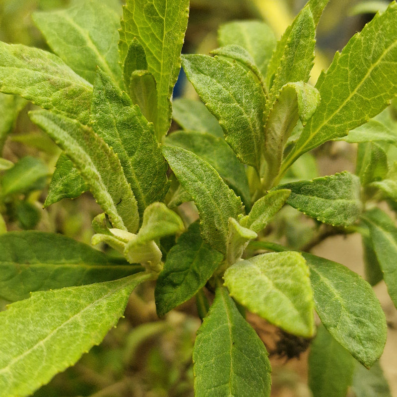 BUDDLEJA dav Butterfly Candy Little Purple (PBR) 3l