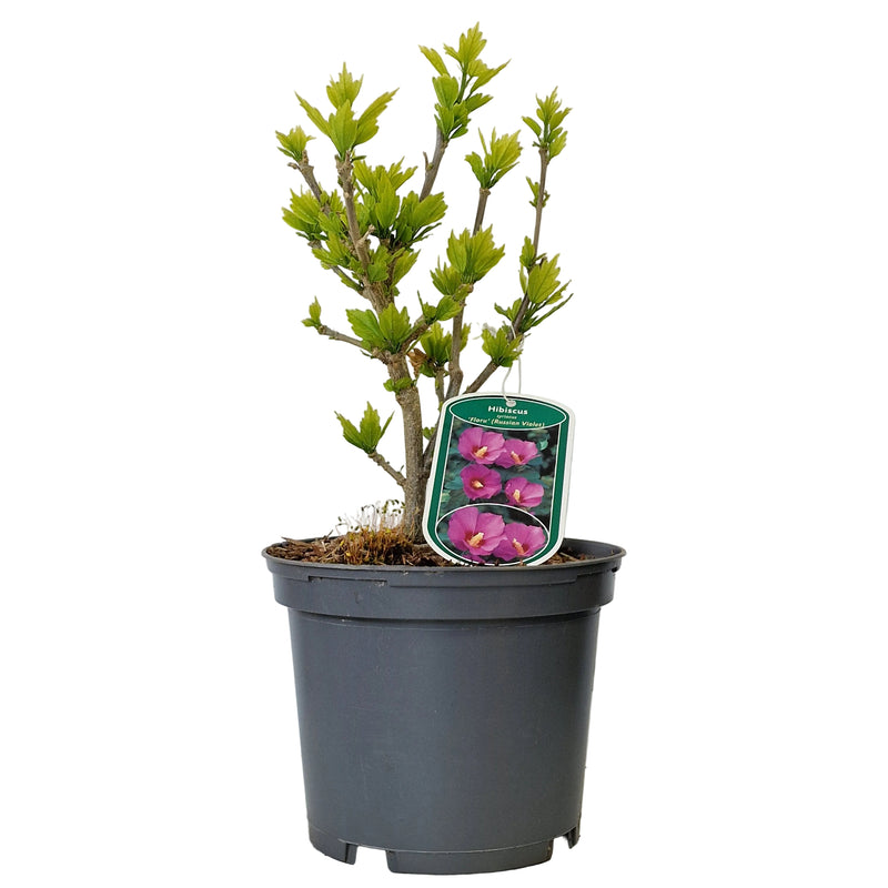 HIBISCUS syr 'Russian Violet' 3l