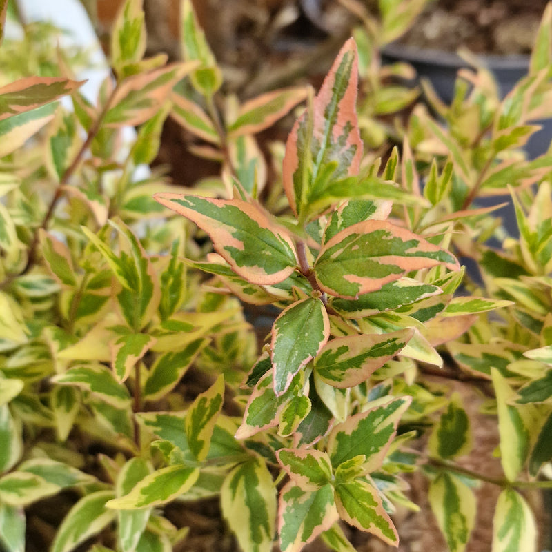 ABELIA grandiflora 'Tricolor Charm' (PBR) 2ltr