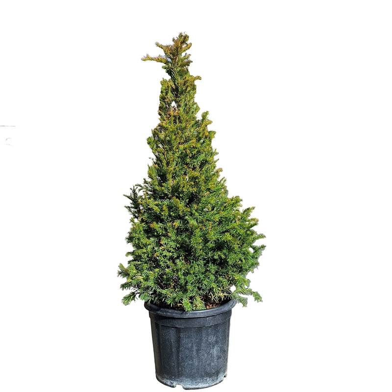 TAXUS Pyramid 80-90cm
