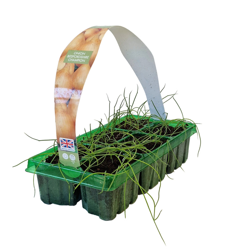 ONION Bedfordshire Champion 6-Pack
