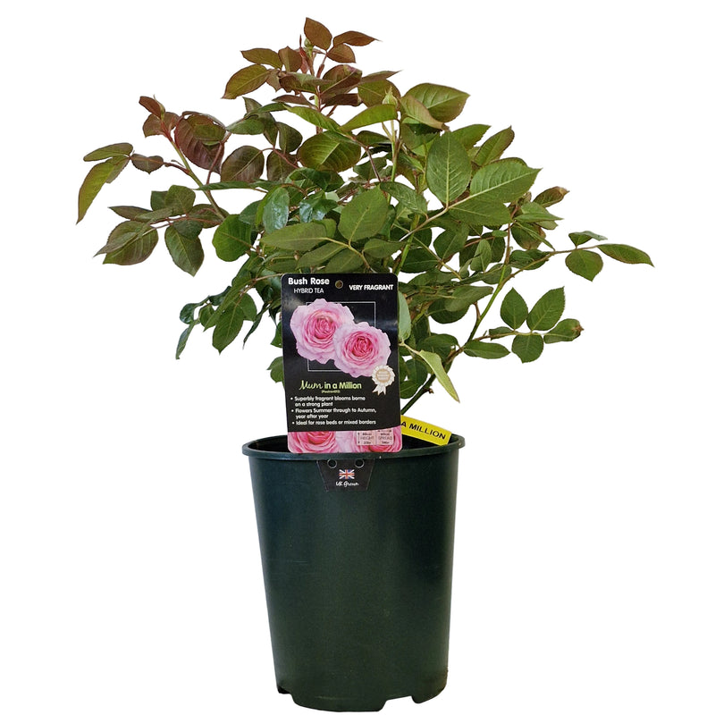BUSH ROSE - Mum In A Million 3ltr