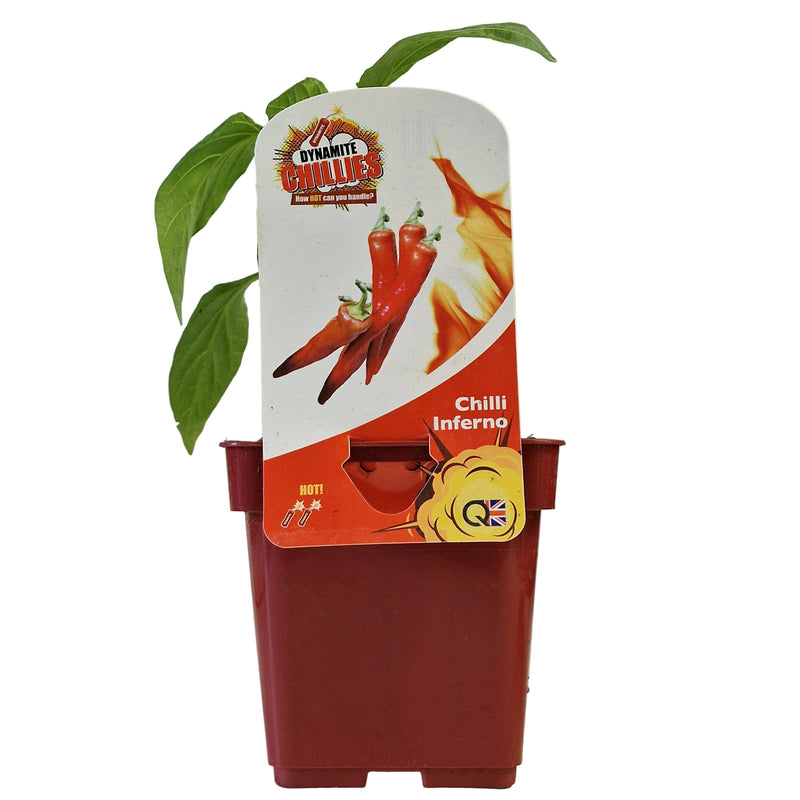 QTL Chilli Pepper - Inferno 10cm