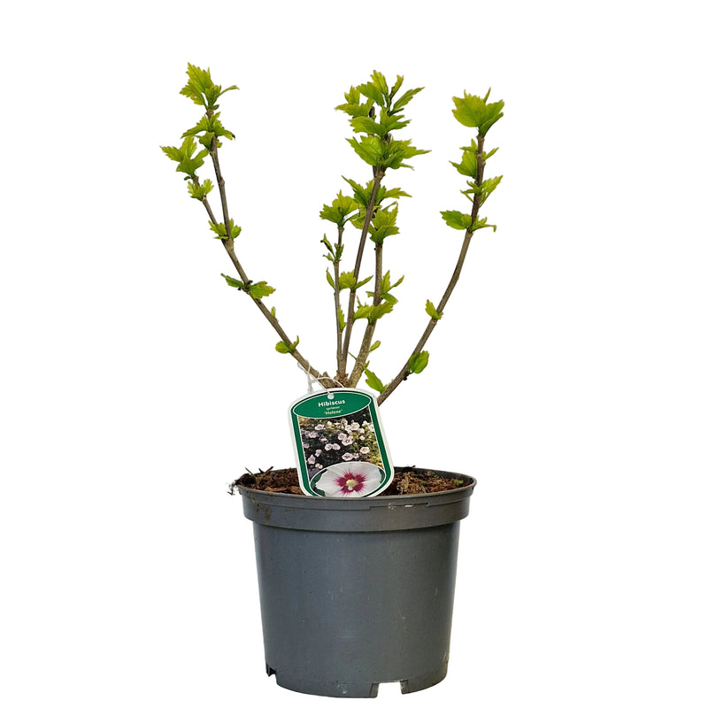 HIBISCUS syr 'Helene' 3l