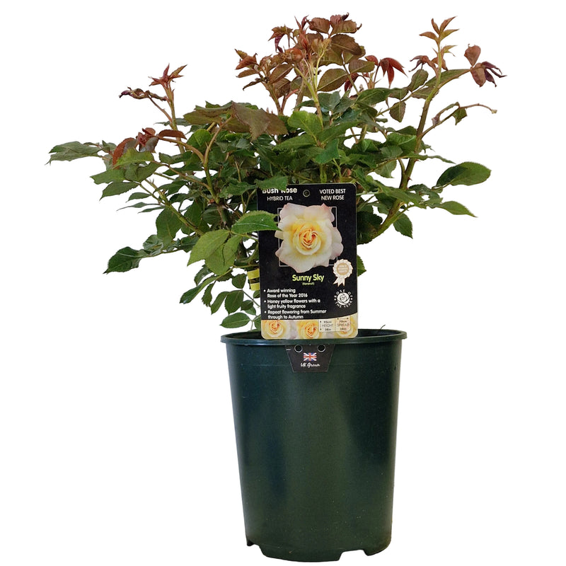 BUSH ROSE - Sunny Sky 3ltr