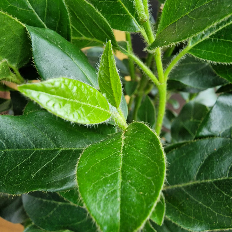 VIBURNUM tinus 3l