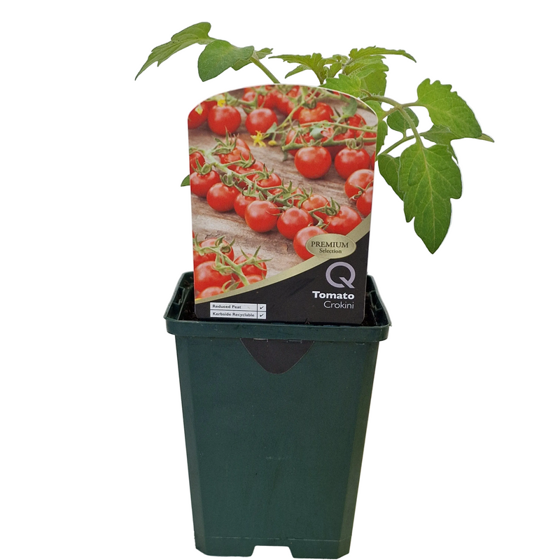 TOMATO Crokini  8.5cm