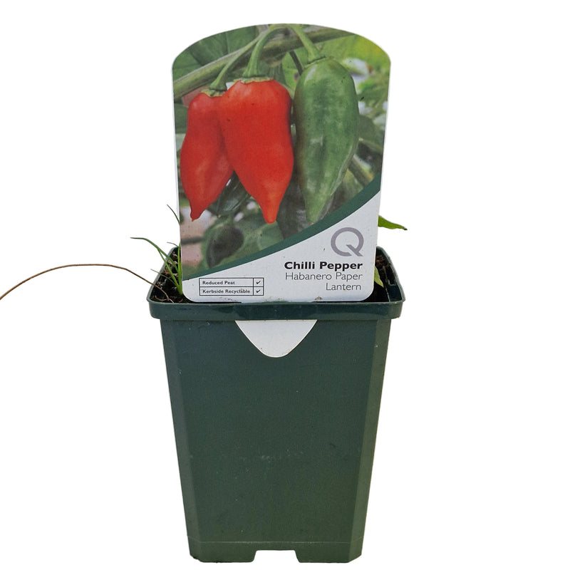 CHILLI Pepper - Habanero 8.5cm