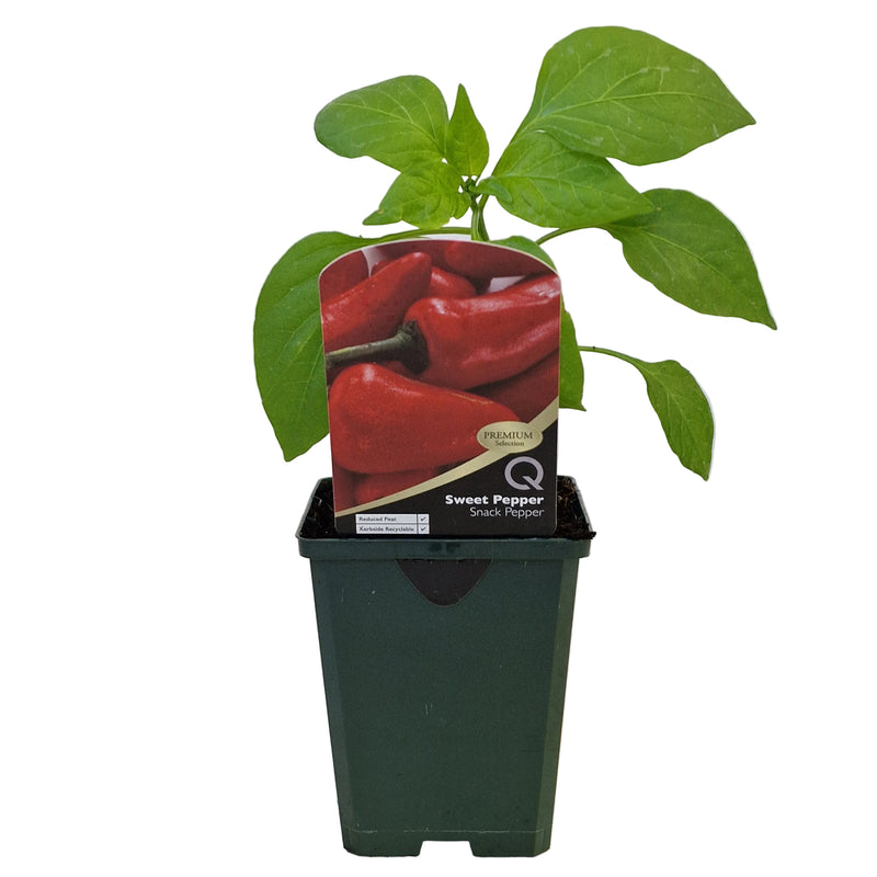SWEET Pepper Snack Pepper 8.5cm
