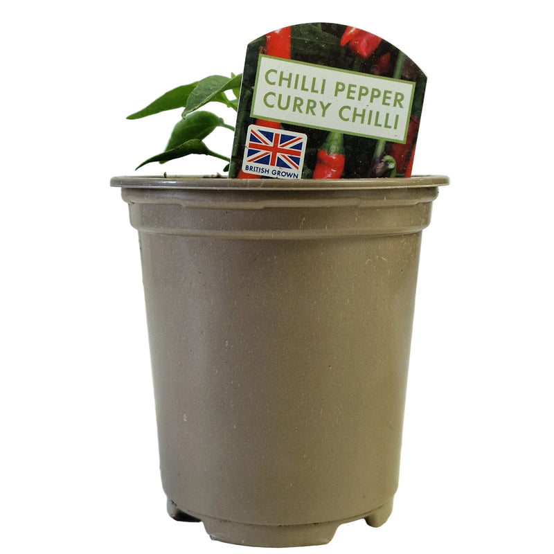 CHILLI PEPPER Curry Chilli 9cm