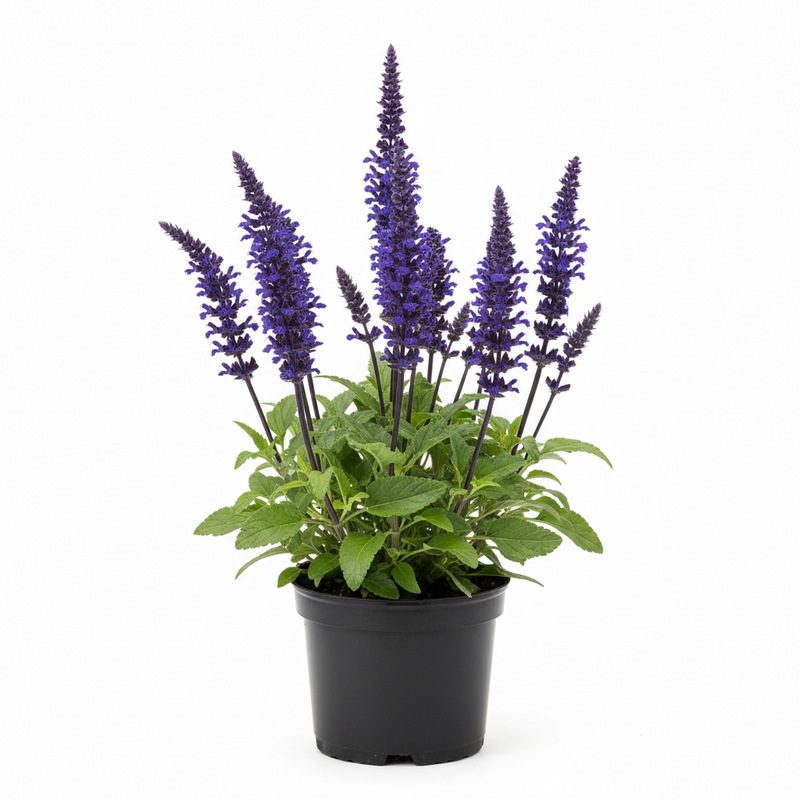 SALVIA nemerosa 'Caradonna' 1L