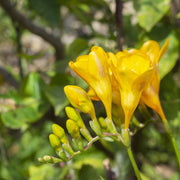 Bright yellow trumpet flowers with green leaves and a small bee on one bloom, photographed outdoors in natural light.