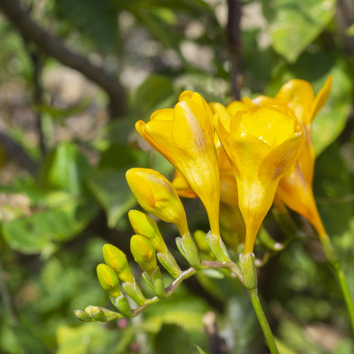 Bright yellow trumpet flowers with green leaves and a small bee on one bloom, photographed outdoors in natural light.