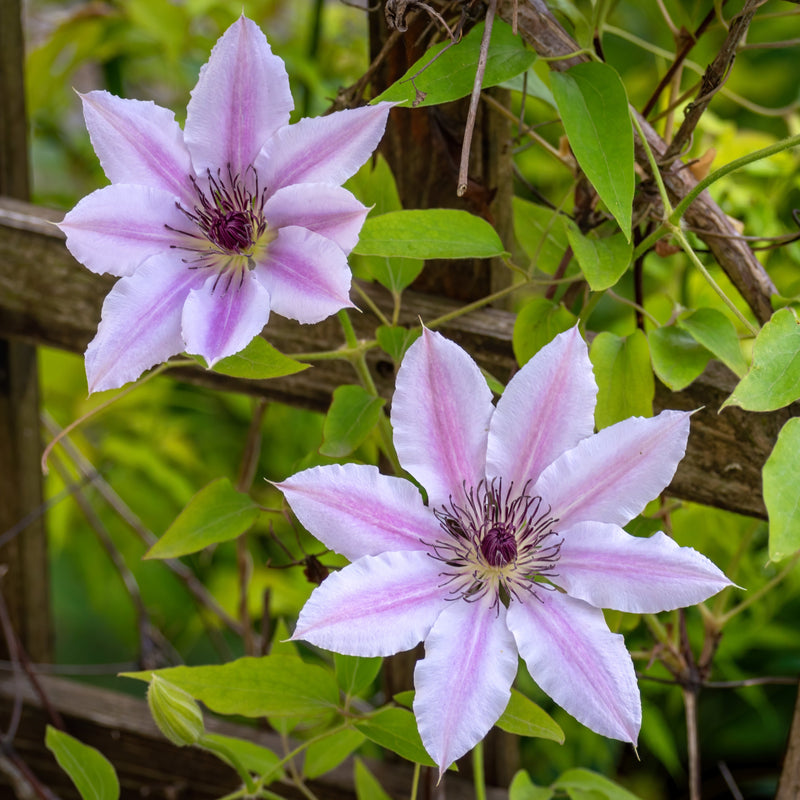 CLEMATIS John Paul II 17cm